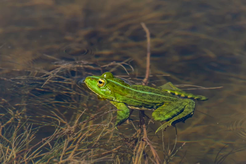 Зеленая лягушка в пруду