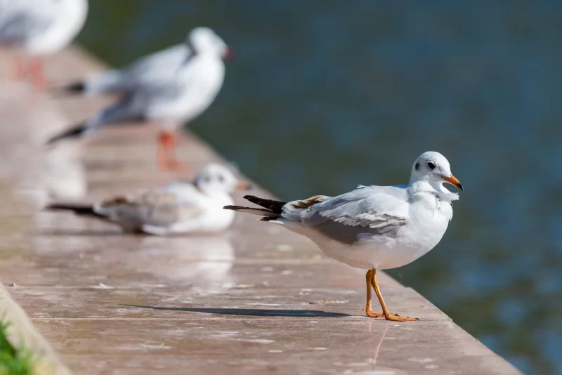 Seagull flock by the water: close-up of one bird with others in the background