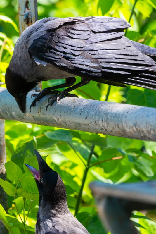 Два ворона на ветке в летнем саду