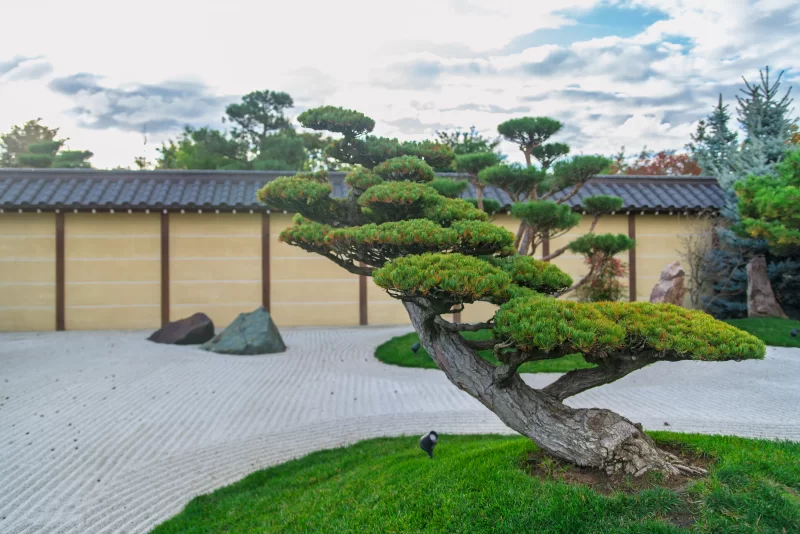 Bonsai tree in Japanese garden