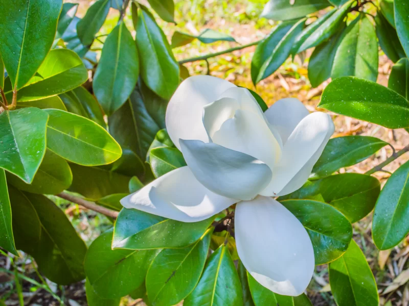 Белый магнолиевый цветок в солнечном саду
