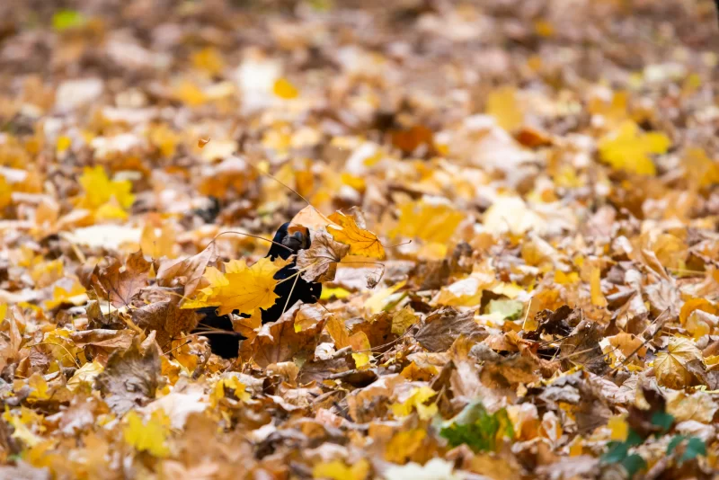Осенний ковер из листьев с силуэтом птицы