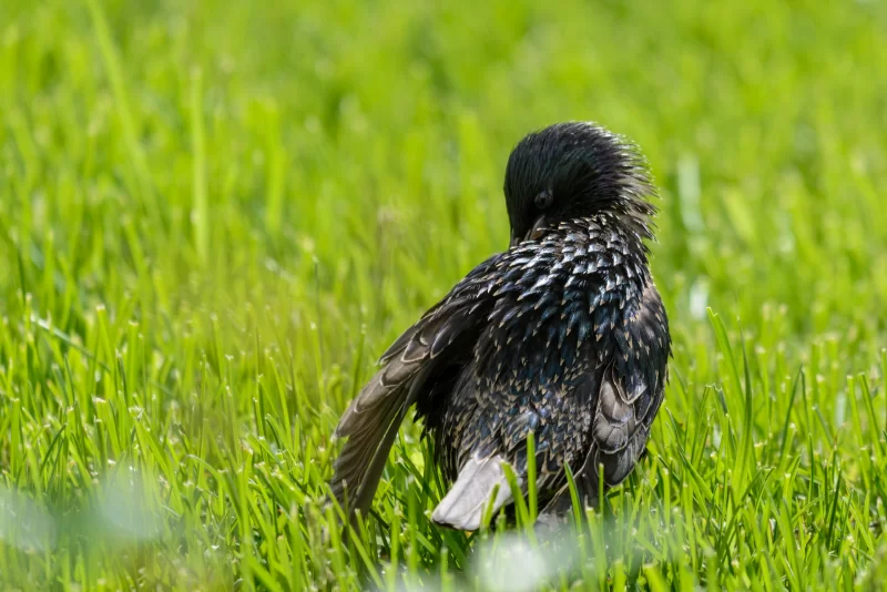 Черный скворец ухаживает за перьями на сочной зеленой траве