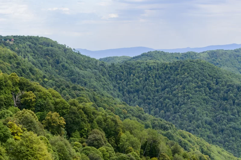Зеленые горные склоны, покрытые лесом