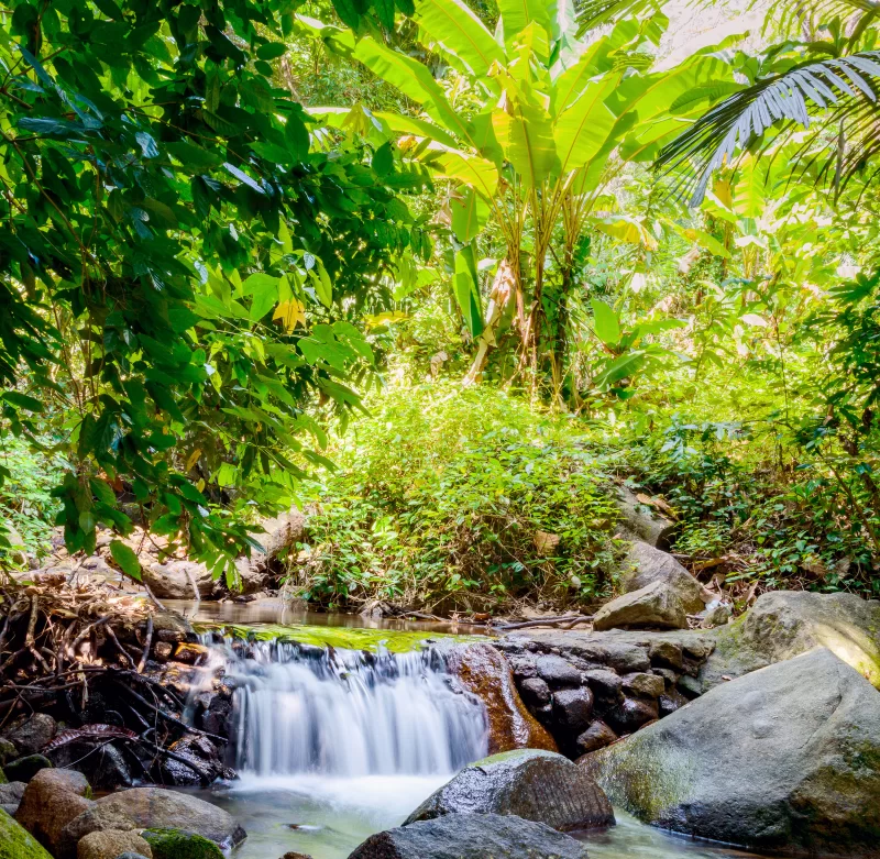 Серенити: тропический водопад в густом зелёном джунглях