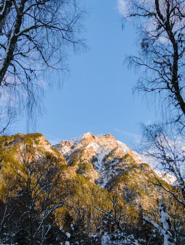 Зимний рассвет в горах: золотые вершины и заснеженный лес