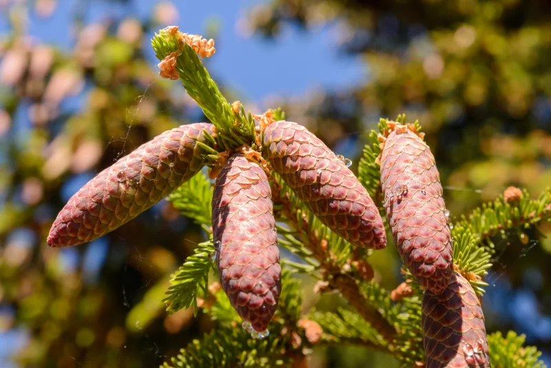 Close-up of pine cones on a spruce branch