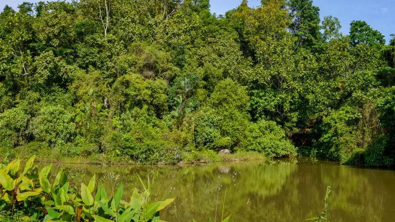 Tropical Lake Surrounded by Dense Green Forest