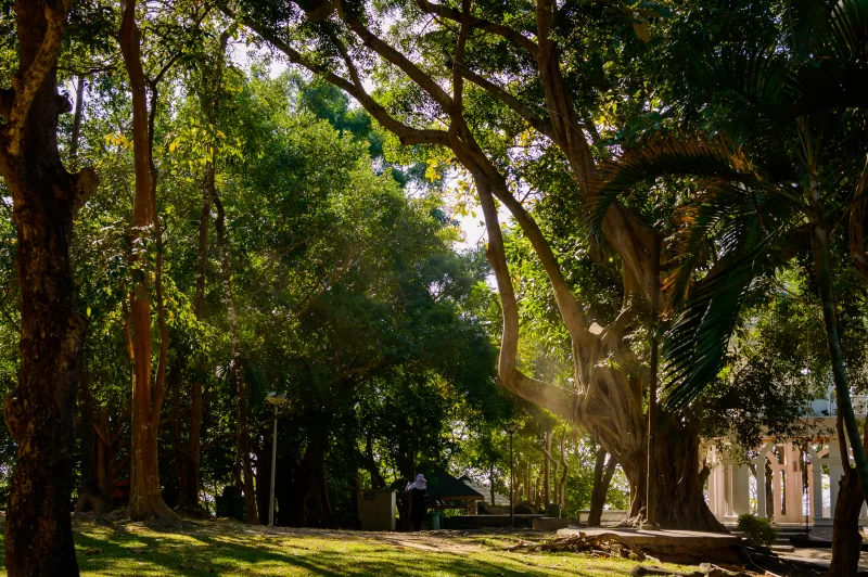 Солнечный свет пробивается сквозь густую листву в тропическом парке