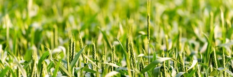 Зеленая пшеница в поле