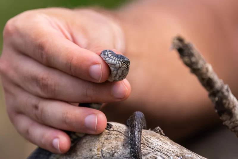 Маленькая змея в руке человека