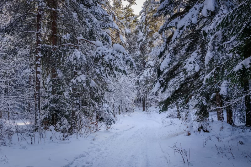Snow covered trees in the winter forest