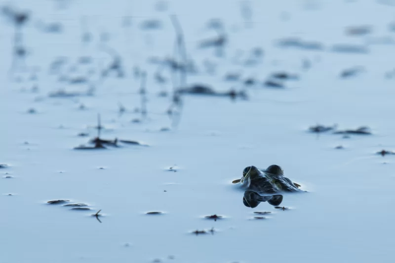 Лягушка в воде. Крупный план.