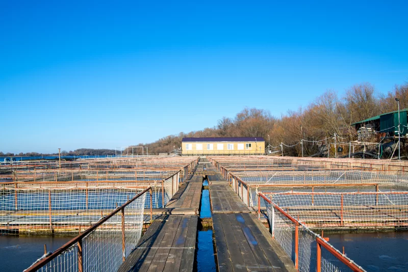 Клетки для рыбоводства в природной реке