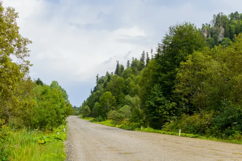 Дорога в лесу