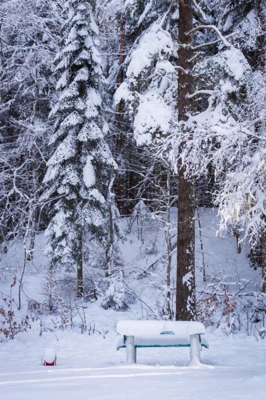 Тишина зимнего леса: скамейка, утопающая в снегу