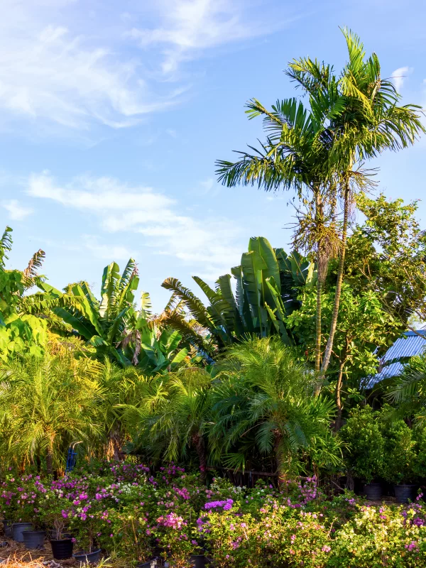 Пальмы и фиолетовые цветы
