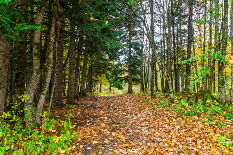 Vibrant autumn forest trail in Adygea
