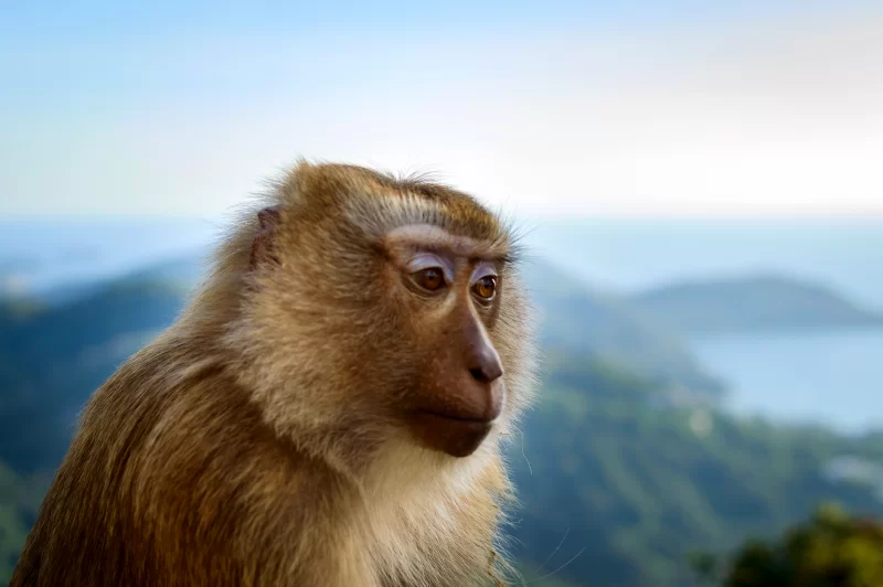 Обезьяна на фоне моря