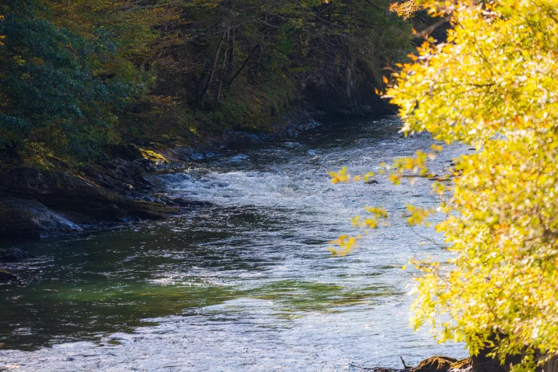 Река в осенний лес в Адыгее