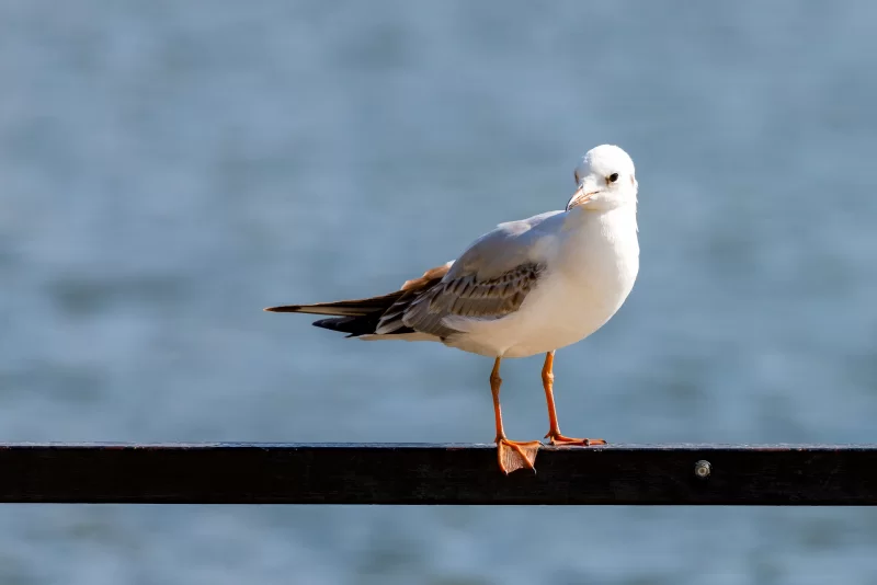 Чайка на перилах на фоне воды